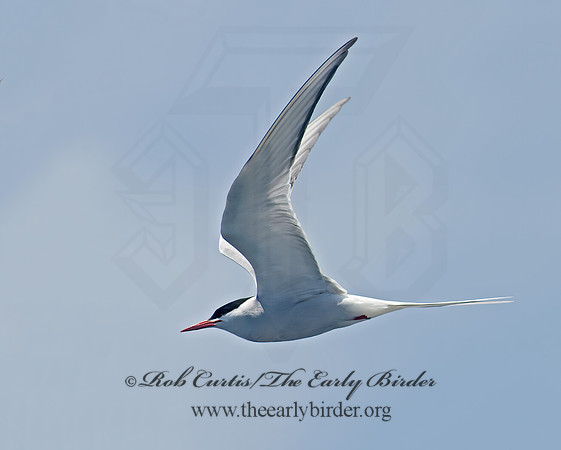 Sterna paradisaea  ARCTIC TERN 9032193z