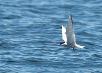 Sterna paradisaea ARCTIC TERN 9032210z