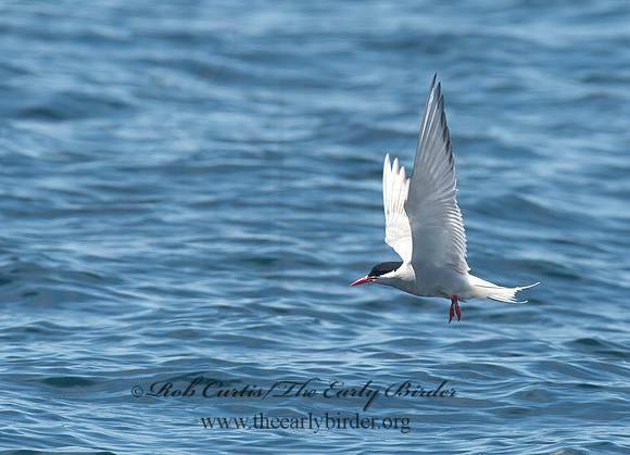 Sterna paradisaea  ARCTIC TERN 9032210z