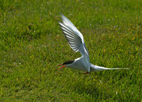 Sterna paradisaea ARCTIC TERN 9033578z
