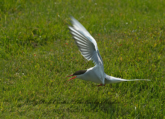 Sterna paradisaea  ARCTIC TERN 9033578z