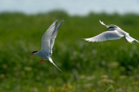 Sterna paradisaea ARCTIC TERN 9033569z