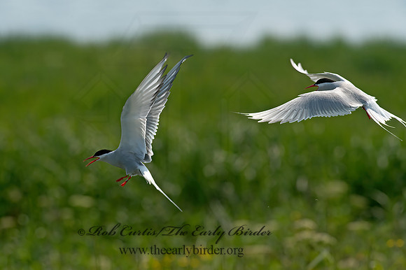 Sterna paradisaea  ARCTIC TERN 9033569z