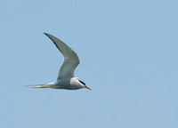 Sterna paradisaea ARCTIC TERN 9033777z