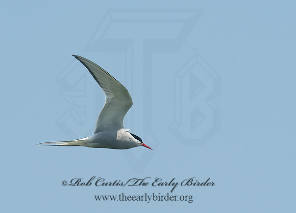 Sterna paradisaea  ARCTIC TERN 9033777z