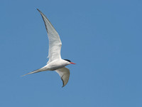 Sterna paradisaea ARCTIC TERN 9033590z