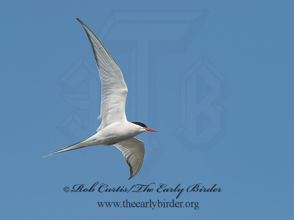 Sterna paradisaea  ARCTIC TERN 9033590z