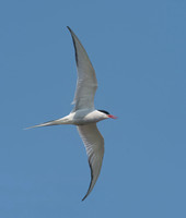 Sterna paradisaea  ARCTIC TERN 9033591z