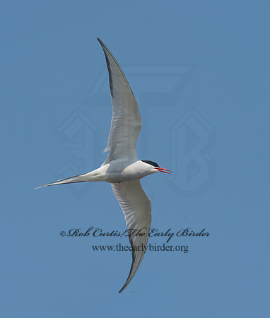 Sterna paradisaea  ARCTIC TERN 9033591z