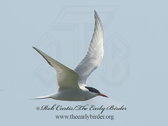 Sterna paradisaea  ARCTIC TERN 9033782z
