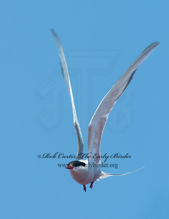 Sterna paradisaea  ARCTIC TERN 9033785z