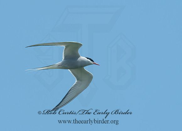 Sterna paradisaea  ARCTIC TERN 9033786z