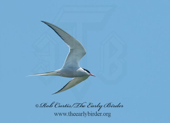 Sterna paradisaea  ARCTIC TERN 9033787z