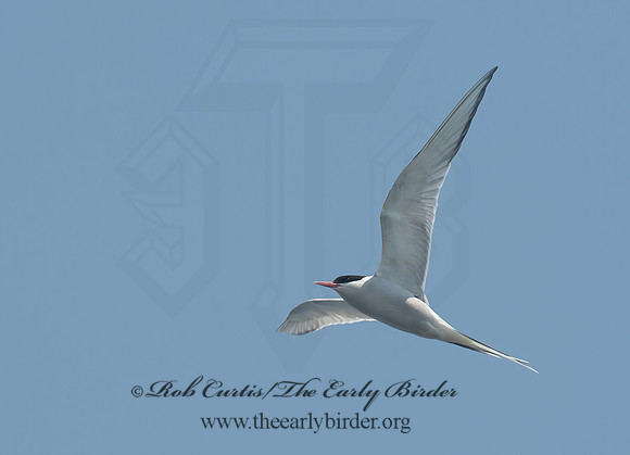 Sterna paradisaea  ARCTIC TERN 9033789z