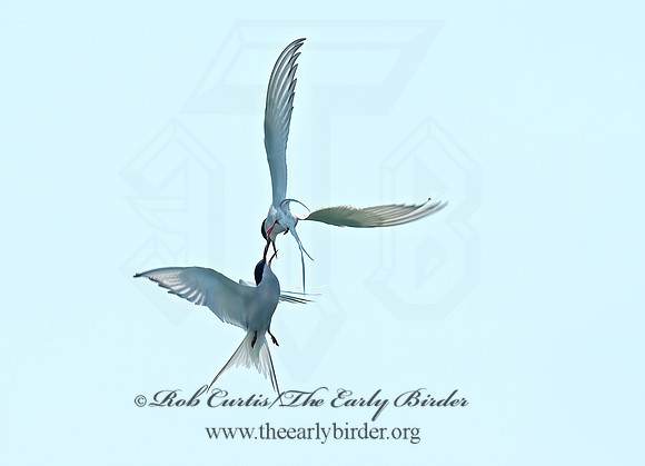 Sterna paradisaea  ARCTIC TERN 9033582z