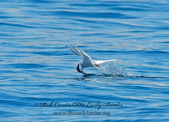 Sterna paradisaea  ARCTIC TERN 9032187z