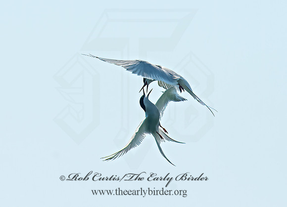 Sterna paradisaea  ARCTIC TERN 9033581z