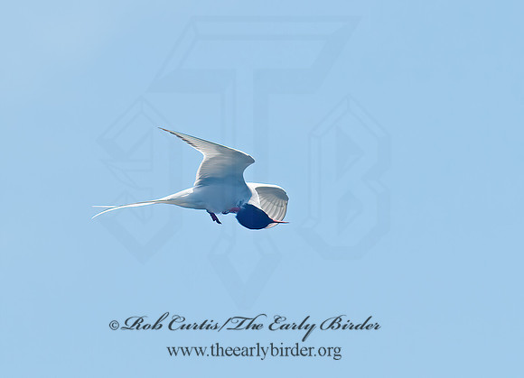 Sterna paradisaea  ARCTIC TERN 9032184z