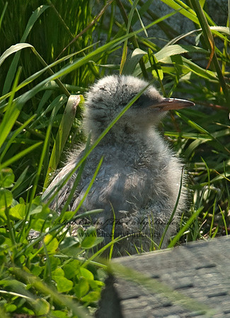 Sterna paradisaea  ARCTIC TERN 9033585z