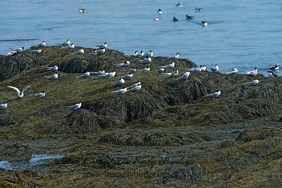 Sterna paradisaea  ARCTIC TERN 9033565z