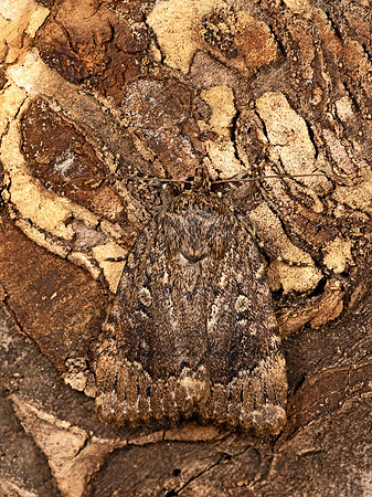 Amphipyra pyramidoides  COPPER UNDERWING 3022793-z