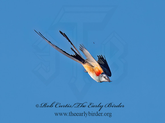 Tyrannus forficatus SCISSOR-TAILED FLYCATCHER 9091875z
