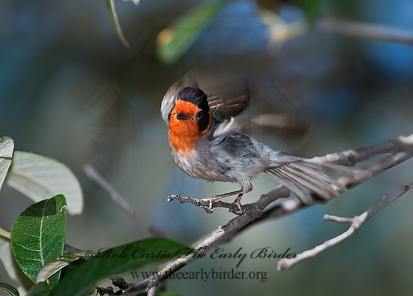 Cardellina rubifrons  RED-FACED WARBLER 7008158z