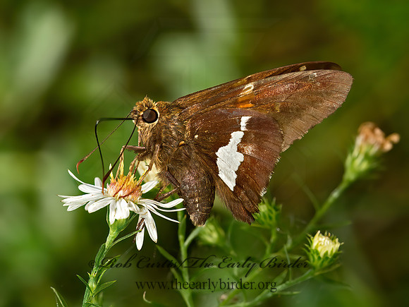 Epargyreus clarus  SILVER-SPOTTED SKIPPER 9041526z