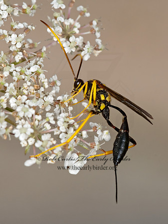 Acroricnus stylator aequatus 3010084z