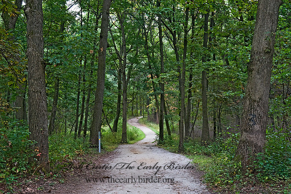 FOREST PATH 8018338z