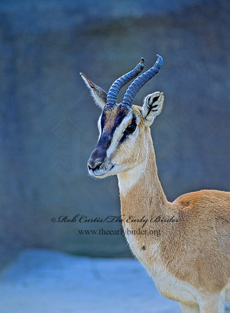 Gazella soemmeringi  SOEMMERING'S GAZELLE 126726z