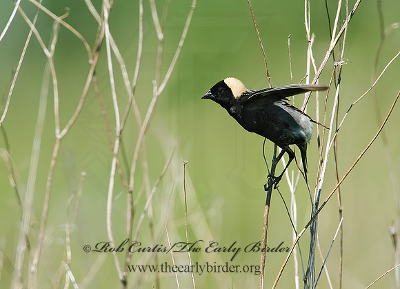 Dolichonyx oryzivorus  BOBOLINK 8004221z