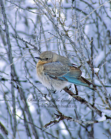 Sialia currucoides  MOUNTAIN BLUEBIRD  102727z