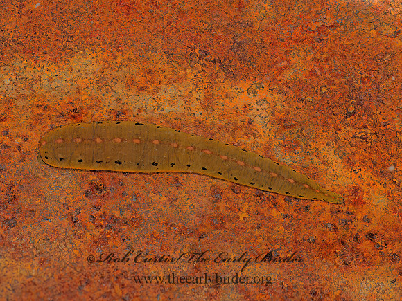 Macrobdella décora  NORTH AMERICAN LEECH 9051940z