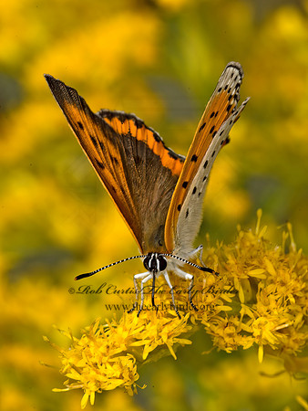 Lycaena hyllus  BRONZE COPPER 9053366z