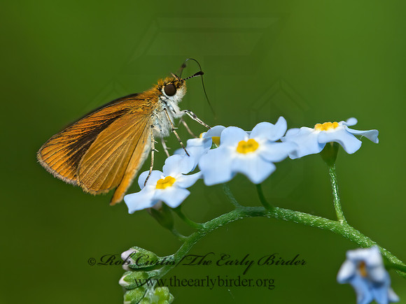 Ancyloxypha numitor - LEAST SKIPPER 9013782z