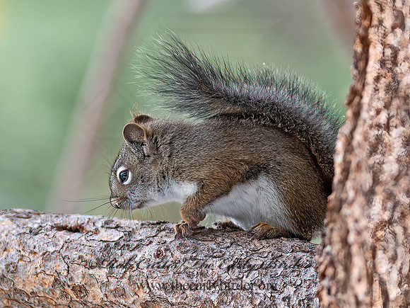 Tamasciurus hudsonicus  PINE SQUIRREL 6037013z