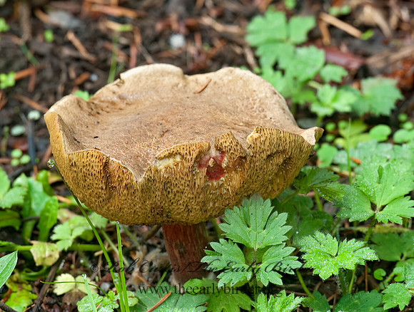 Xerocomellus  BOLETE FUNGUS 7017419z