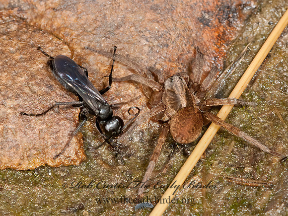 Anoplius imbellis  POMPILINAE SPIDER WASP 3013779z