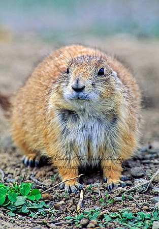 Cynomys ludovicianus  BLACK-TAILED PRAIRIE DOG 144035z