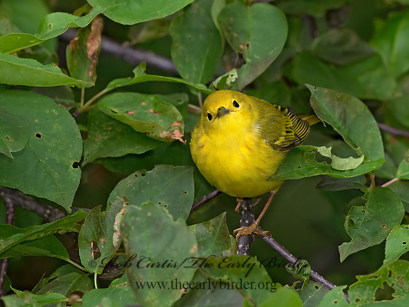 Setophaga petechia  YELLOW WARBLER 9038012z
