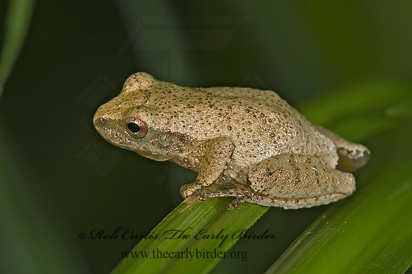 Pseudacris crucifer  SPRING PEEPER 5012827 z