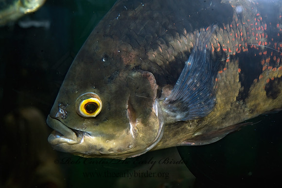 Astronotus ocellatus  OSCAR 8015985z