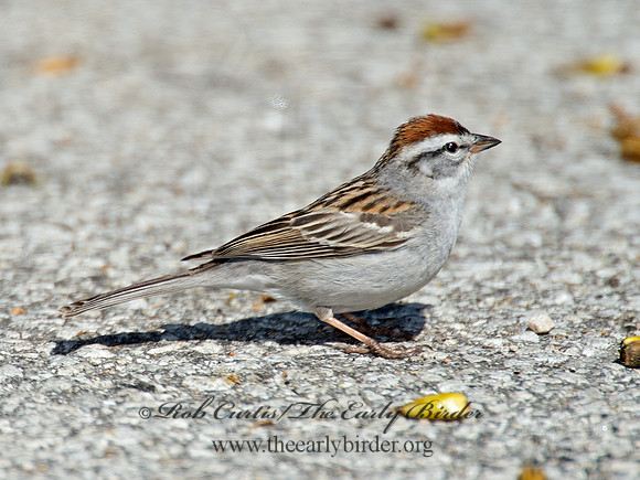 Spizella passerina  CHIPPING SPARROW 9021273z
