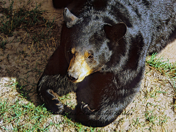 Ursus americanus  BLACK BEAR  302636z