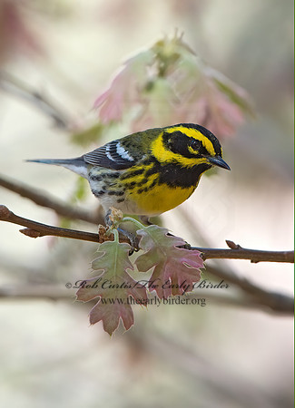 Setophaga townsendi  TOWNSEND'S WARBLER 9056321z