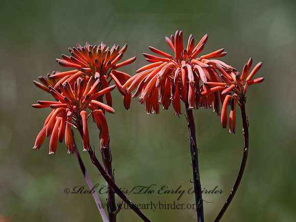Aloe sp 9055302z