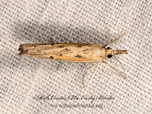 Fissicrambus  GRASS VENEER MOTH 3040162z