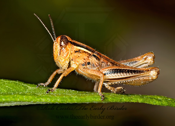 Melanoplus bivittatus femoratus  2-STRIPED GRASSHOPPER 5000176z