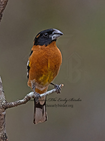 Pheucticus melanocephalus  BLACK-HEADED GROSBEAK 3037702z